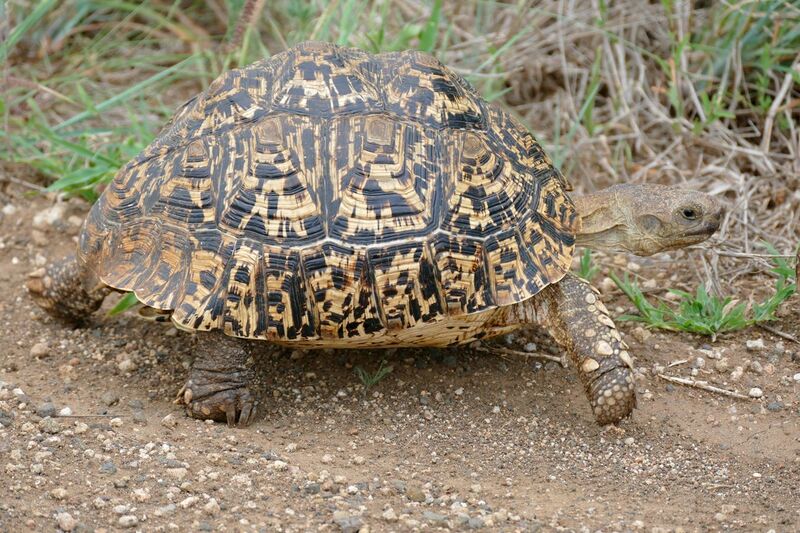 File:Leopard Tortoise (Stigmochelys pardalis) (17331907085).jpg