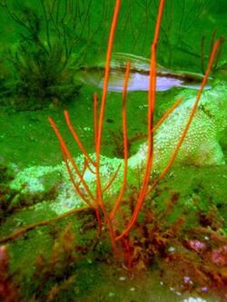 Leptogorgia virgulata, Golfo de Florida.jpg