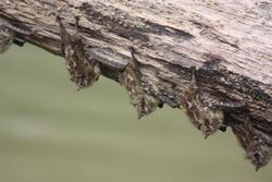 Long-nosed proboscis bats.JPG