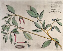 Mangrove plant (Bruguiera cylindrica Blume); branch with flo Wellcome V0042663.jpg