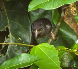 Maxwell's Black Weaver, Kakum, Ghana S4E1381, crop.jpg