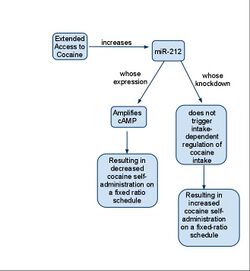 MiR-212 regulates cocaine intake.jpg