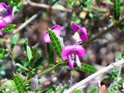 Mirbelia rubiifolia Towlers Bay Track.jpg