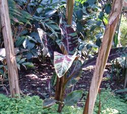 Musa acuminata Syn zebrina HabitusLeaves BotGardBln0906.jpg