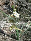 Flowers of Narcissus dubius
