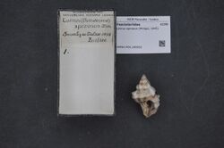 Naturalis Biodiversity Center - RMNH.MOL.209252 - Latirus spinosus (Philippi, 1845) - Fasciolariidae - Mollusc shell.jpeg
