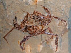 Necrocarcinidae - Corazzatocarcinus hadjoulae.JPG