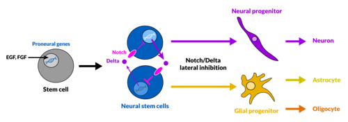 Stem cell differentiation and Notch-Delta lateral inhibition in neural stem cells, resulting in the generation of neuronal and glia progenitors.