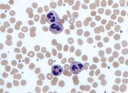 A round cell with a lobed nucleus surrounded by many slightly smaller red blood cells.