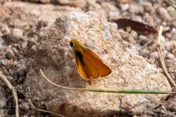 Orange Skipperling Guindani Trail Karchner Caverns SP AZ 2019-07-30 09-31-13 (48417893732).jpg