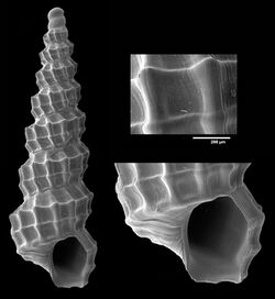 Papuliscala dictyophora (MNHN-IM-2000-35196).jpeg