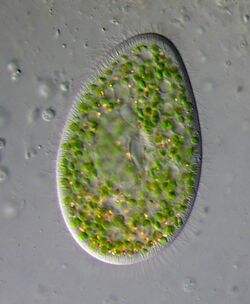 Paramecium bursaria - 400x (13263096305).jpg