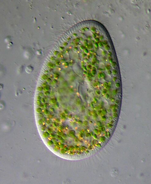 File:Paramecium bursaria - 400x (13263096305).jpg