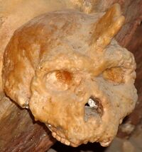 Petralona skull covered by stalagmiteCROP ROTATE CONTRAST.jpg