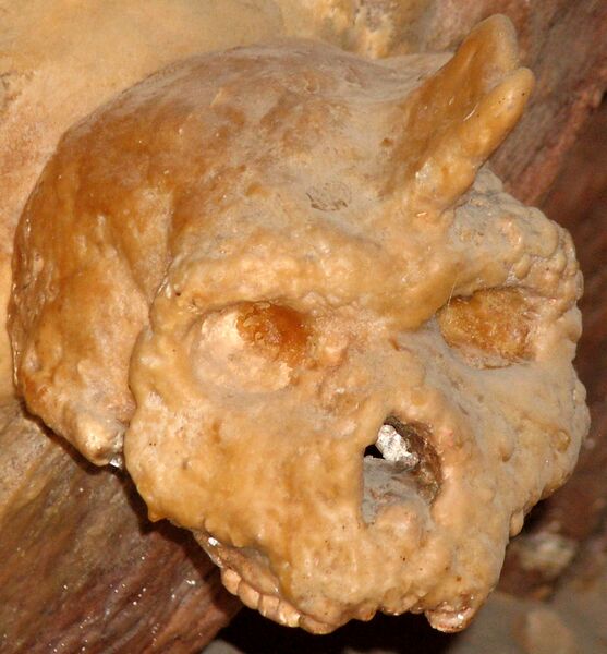 File:Petralona skull covered by stalagmiteCROP ROTATE CONTRAST.jpg