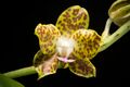 Phalaenopsis hygrochila J.M.H.Shaw, Orchid Rev. 123(1309, Suppl.) 23 (2015) (40761300893).jpg