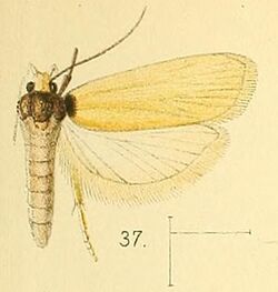 Pl.5-fig.37-Odites carterella Walsingham, 1891.jpg