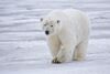Polar Bear - Alaska.jpg