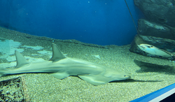 Pristis clavata (Dwarf sawfish) in Aqua park.png