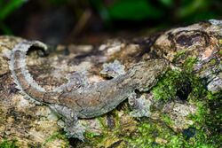 Ptychozoon lionotum, Smooth-backed gliding gecko.jpg