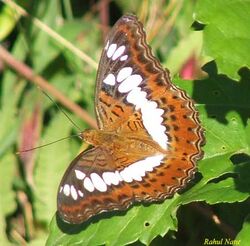 RN012 Limenitis procris.jpg