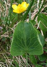 Ranunculus thora a1.jpg