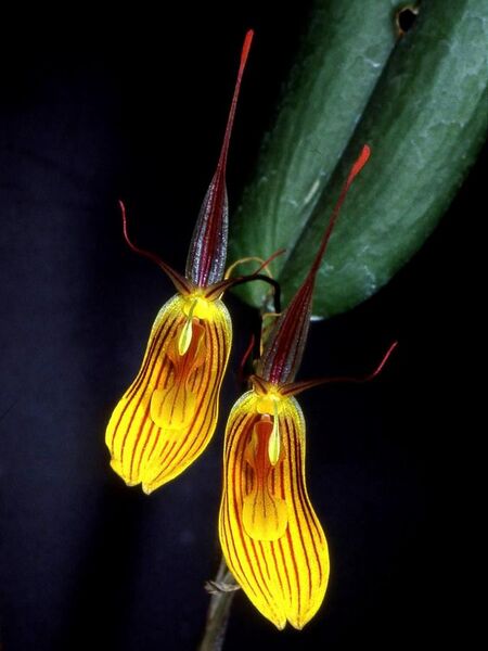 File:Restrepia falkenbergii Orchi 01.jpg