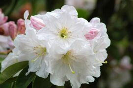 Rhododendron fortunei subsp. discolor.jpg
