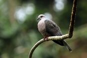 Ring-tailed pigeon (Columba caribaea).jpg