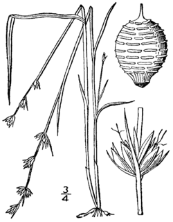 Scleria verticillata BB-1913.png