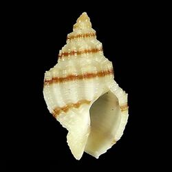 Seashell Phos temperatus.jpg