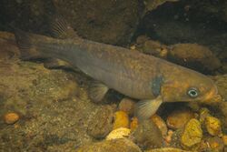 Shortjaw kokopu photographed in Huia, Auckland.jpg