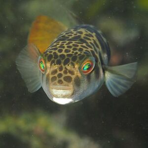 Smooth Toadfish-Tetractenos glaber.JPG