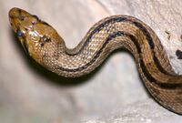 Snake (Elaphe scalaris) by JM Rosier.JPG