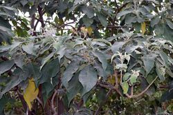 Solanum mauritianum (49090743062).jpg