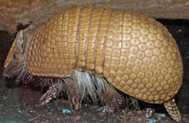 A Southern three-banded armadillo on dirt