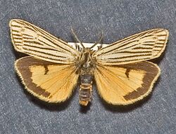 Spiris striata2.jpg