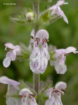 Stachys rigida.jpeg