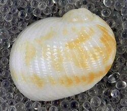 Stigmaulax sulcatus (grooved moon snail) (San Salvador Island, Bahamas) 1 (16005007609).jpg