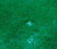 A dense bed of seagrass with a shell in the middle of it