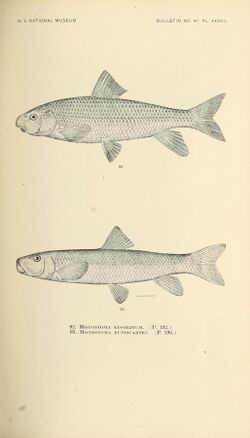 The fishes of North and Middle America (Pl. XXXVII) (7983309327).jpg