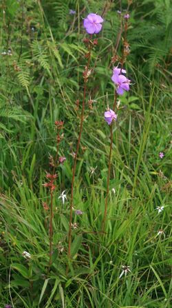 Tibouchina gracilis 2.jpg