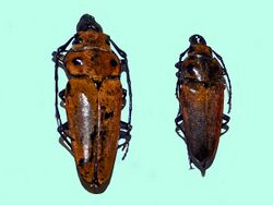 Trictenotomidae - Trictenotoma lansbergei.JPG