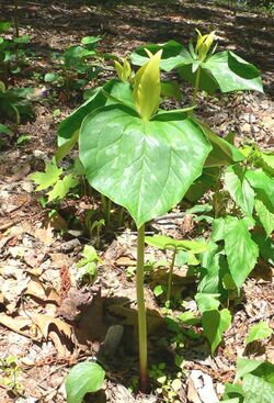 Trillium luteum2.jpg