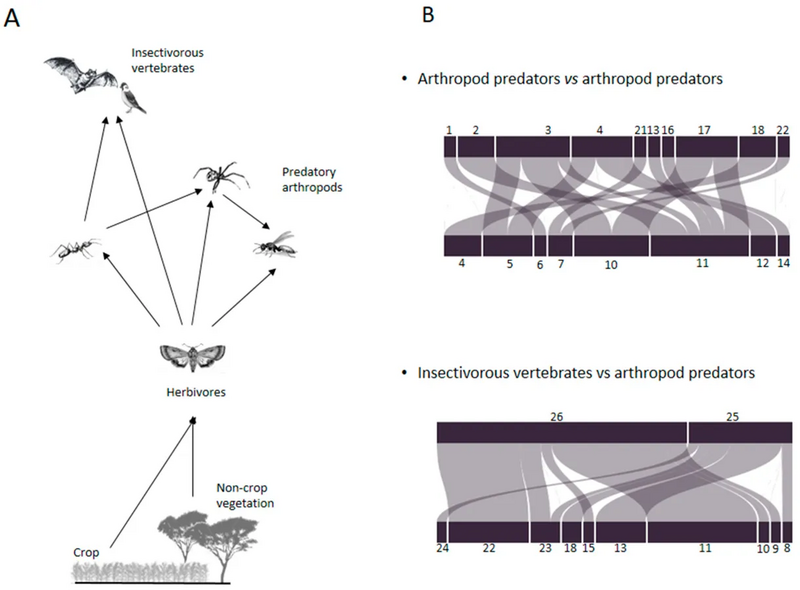 File:Trophic networks and intraguild interactions of arthropod and vertebrate predators.webp