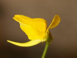 Utricularia laxa 5.jpg