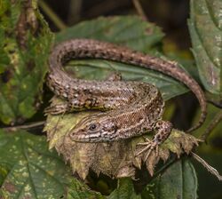 Viviparous lizard (Zootoca vivipara) in the Aamsveen, The Netherlands.jpg