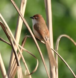 Yellow-eyed Babbler (Chrysomma sinense) in Hodal W IMG 6230.jpg