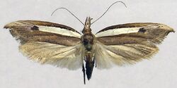 Ypsolopha nigrimaculata.jpg