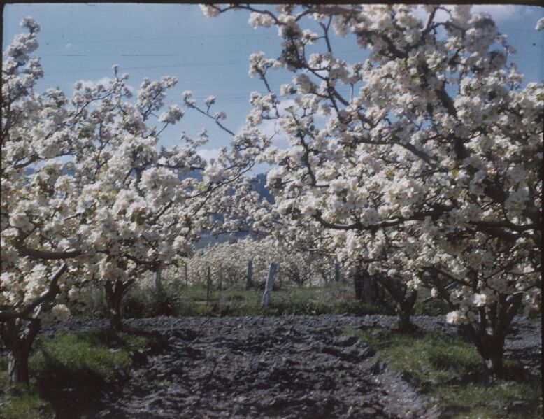 File:(Apple orchards, trees in full bloom, wooden fence posts in the distance) (Tasmania) - (Frank Hurley) (9711313115).jpg